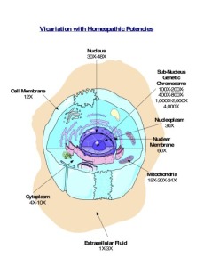 Cell-Vicariation-RJ-DLR-KC-ED